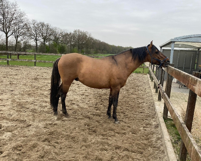 (c) Slidinghorse.nl